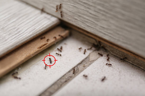 Best Wasp Removal Services  in Stanfield, OR